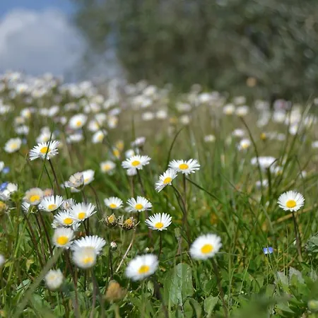 Gospodarstwo agroturystyczne La Querce Rignano sullʼArno