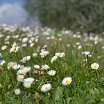 בית חווה La Querce Rignano sullʼArno